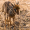 Tarangire NP